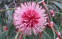 Hakea laurina