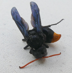 Synagris abyssinica