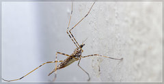 Amphineurus hudsoni