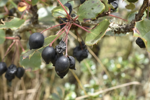 Berberis benoistiana (Berberis benoistiana)