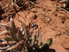 Bergeranthus scapiger