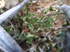 Fockea edulis
