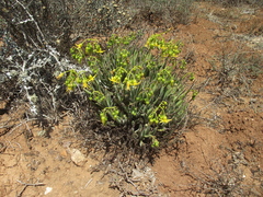 Cotyledon campanulata