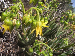 Cotyledon campanulata
