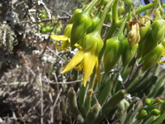 Cotyledon campanulata