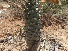 Euphorbia clava