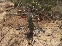 Euphorbia clava
