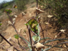 Euphorbia clava