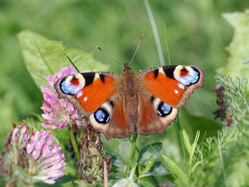 European peacock