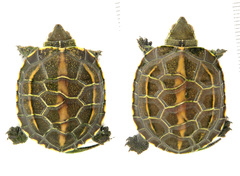 Mauremys reevesii