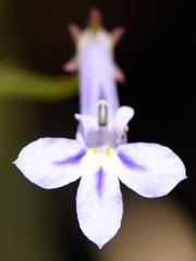 Lobelia erinus