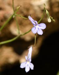 Lobelia erinus