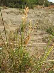 Juncus rigidus