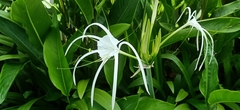 Hymenocallis speciosa