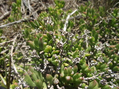 Delosperma uncinatum