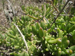 Delosperma uncinatum