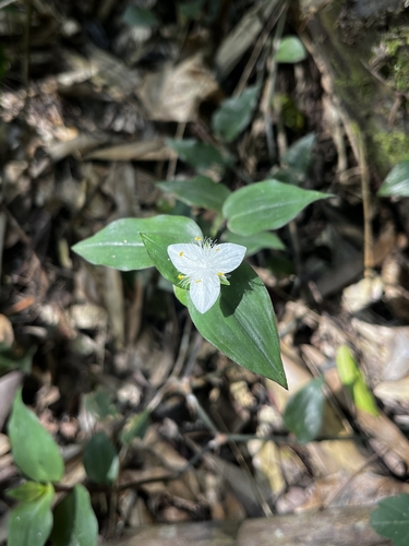 Tradescantia mundula, photograph 2