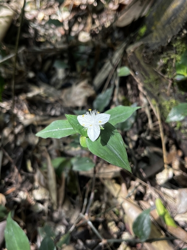 Tradescantia mundula, photograph 3
