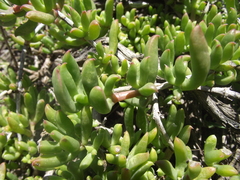 Delosperma uncinatum