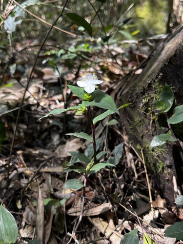 Tradescantia mundula, photograph 4