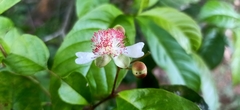 Tetracera indica