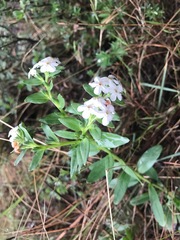Lithospermum distichum
