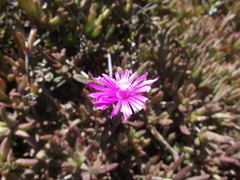 Delosperma calycinum