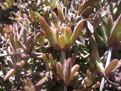Delosperma calycinum