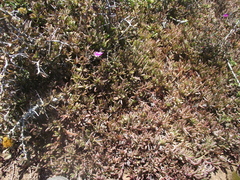 Delosperma calycinum