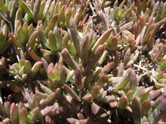 Delosperma calycinum