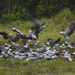 African Grey Parrots - Photo (c) aliceantares, some rights reserved (CC BY-NC)