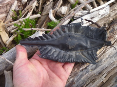 Callorhinchus milii