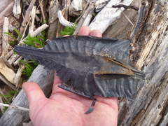 Callorhinchus milii