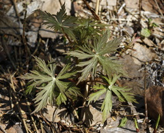 Aconitum fischeri