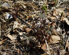 Aconitum fischeri