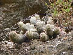 Mammillaria sheldonii