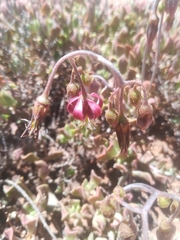 Cotyledon papillaris