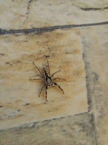 Gray Wall Jumping Spider