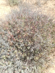 Cotyledon papillaris