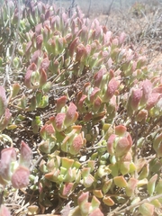 Cotyledon papillaris