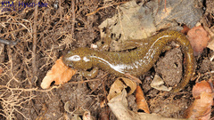 Hynobius leechii