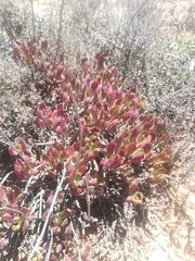 Cotyledon papillaris