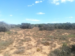 Cotyledon papillaris