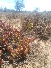 Cotyledon papillaris