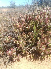 Cotyledon papillaris