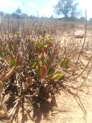 Cotyledon papillaris