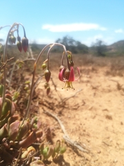 Cotyledon papillaris