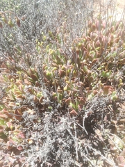 Cotyledon papillaris