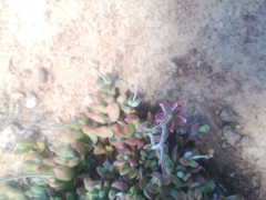 Cotyledon papillaris