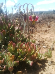 Cotyledon papillaris